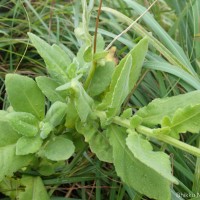Gynura lycopersicifolia DC.